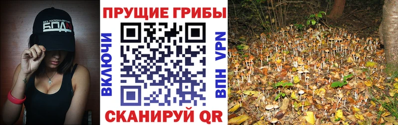 где купить наркотик  ссылка на мегу ТОР  Галлюциногенные грибы MAGIC MUSHROOMS  Пикалёво 